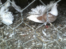 P01-07-11_10.15[4]