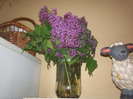 Liliac 29 aprilie 2011