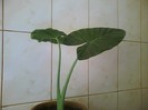 colocasia-de la Dianadia