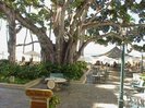 sheraton_moana_surfrider