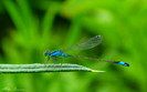 libelula albastra