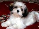 adoptal pe  joey