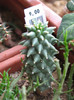 Euphorbia sp. aff. ramiglans