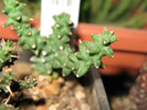 Euphorbia planiceps