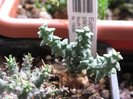 Euphorbia planiceps