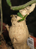 Euphorbia subapoda