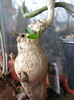 Euphorbia subapoda