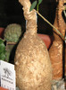 Euphorbia maritae