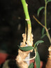 Euphorbia maritae