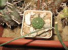 Euphorbia gymnocalycioides