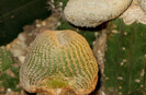 Yavia cryptocarpa