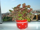 BEGONIA TIGER