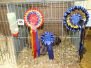 campionul 2010 -Anglia