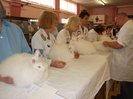 iepuri angora expo Anglia