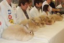 angora galbeni