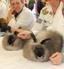angora -expo Anglia
