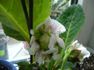 P1080341