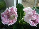 P1080342