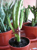 Stapelia kwebensis (1)