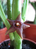 Stapelia kwebensis (8)