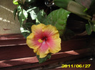 Picture 006