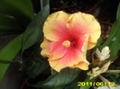 Picture 006
