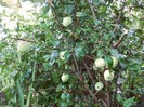 P7020039