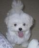 BICHON MALTESE 200 euro