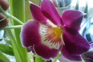 miltonia