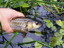2011_0702PianuarieP0023
