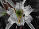 ismene