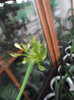 DSCF3976