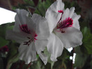muscata americana(primita)