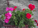 DSCF3978