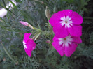 DSCF3990