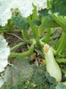 curcubetaceele de regim