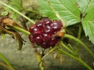 P7030037
