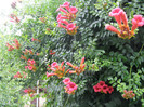 P5206232