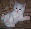 titi8