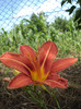 Hemerocallis Daylily