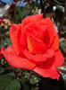 DSC03547