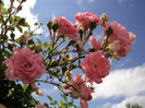 DSC03536