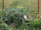 DSC09241