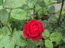 DSC09246