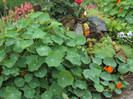 DSC09252