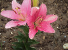 DSC09254