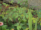 DSC09255