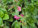 DSC09256