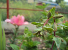 DSC09258