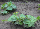 castraveti cornisor